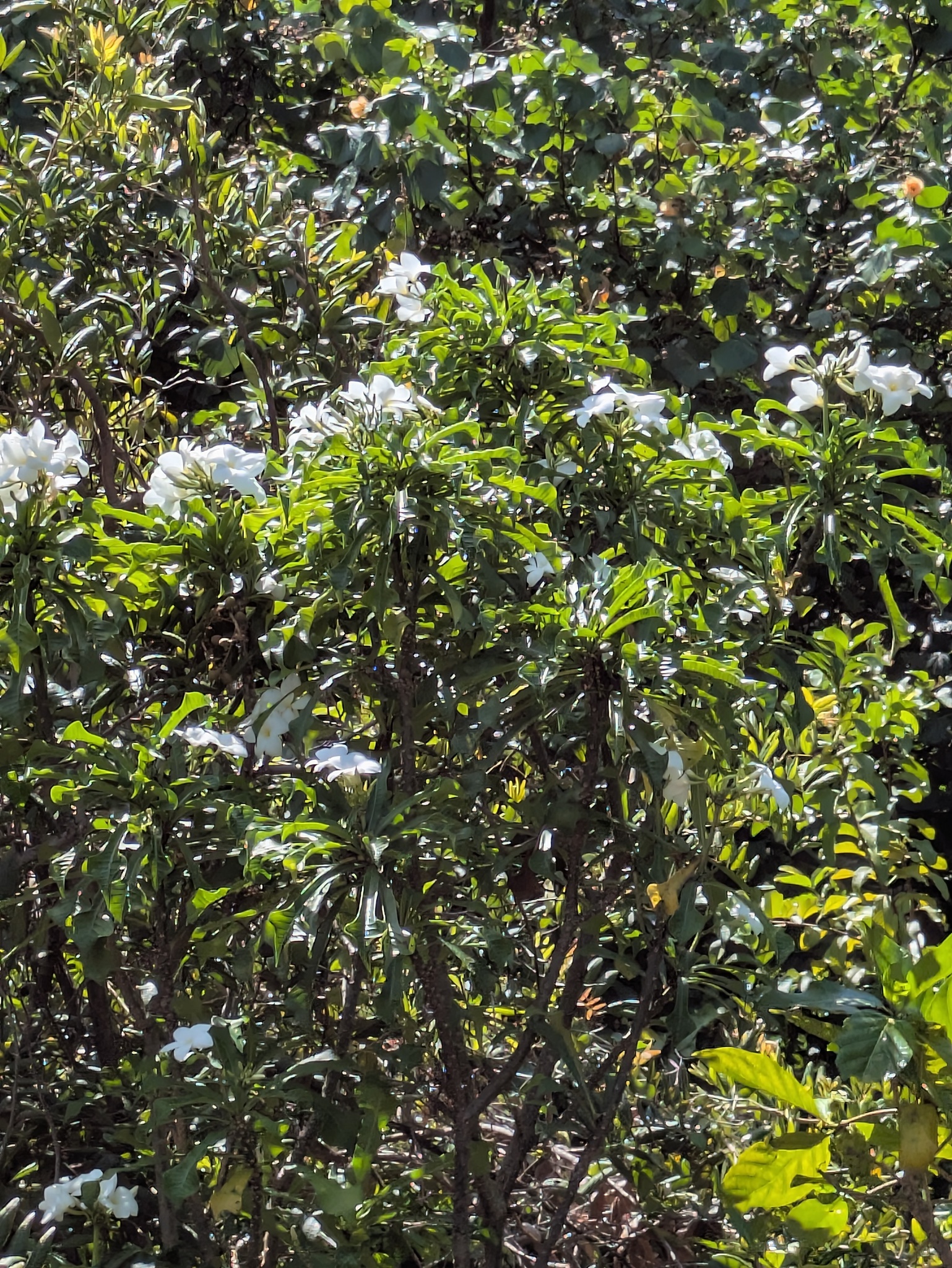 Plumeria Pudica (Plumeria pudica)
