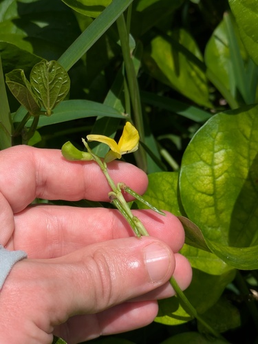 beach pea (Vigna marina)