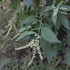 Buddleja americana
