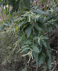 (c) Matteo Cassella, some rights reserved (CC BY-SA) Buddleja americana, photograph (c) Matteo Cassella, some rights reserved (CC BY-SA)