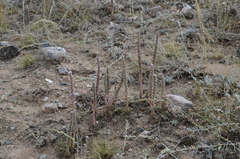 Orostachys thyrsiflora