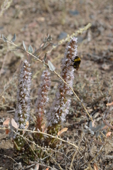 Orostachys thyrsiflora