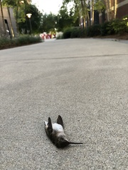 Archilochus colubris