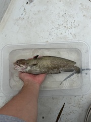 Gulf Hake photo 2