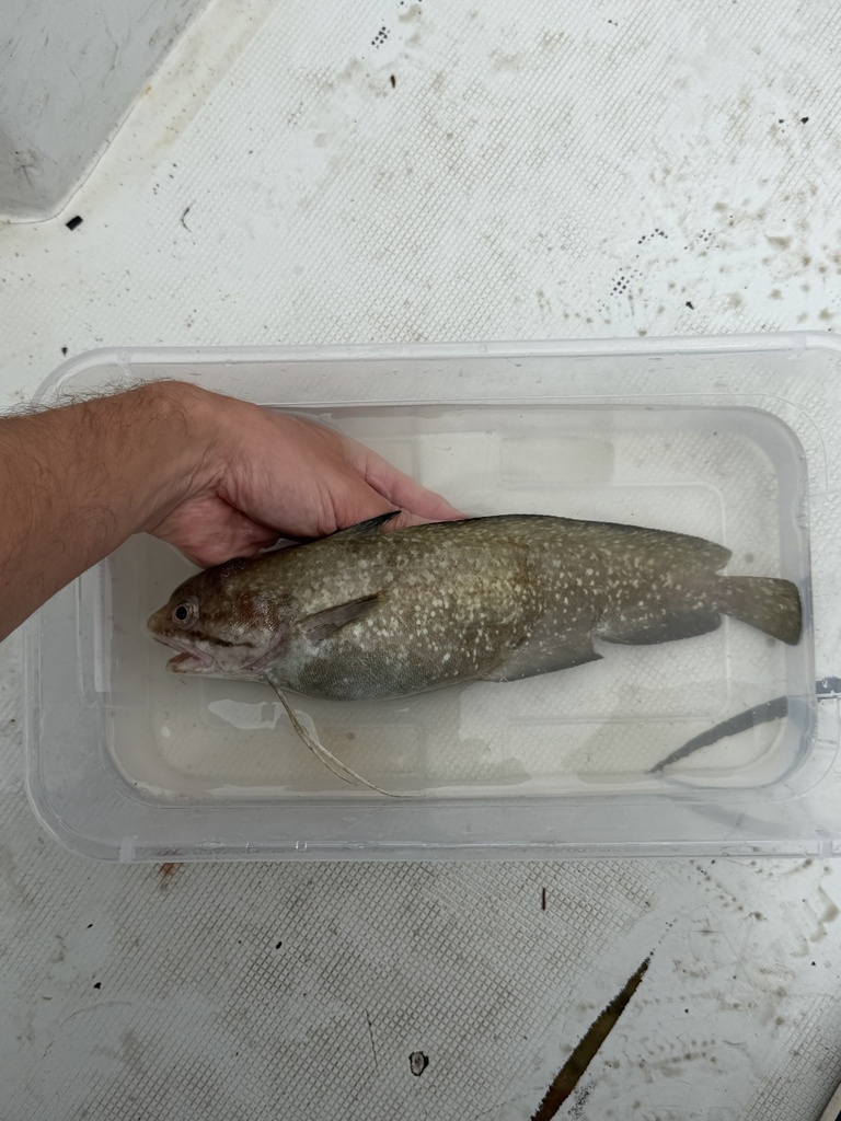 Gulf Hake