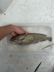 Gulf Hake photo 1