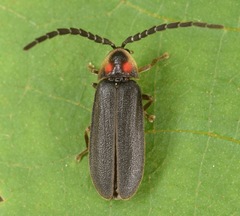 Lucidota punctata
