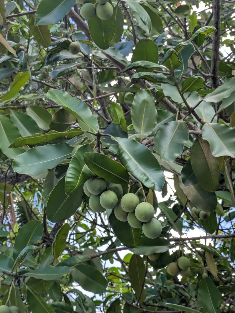 Mù u – Calophyllum inophyllum
