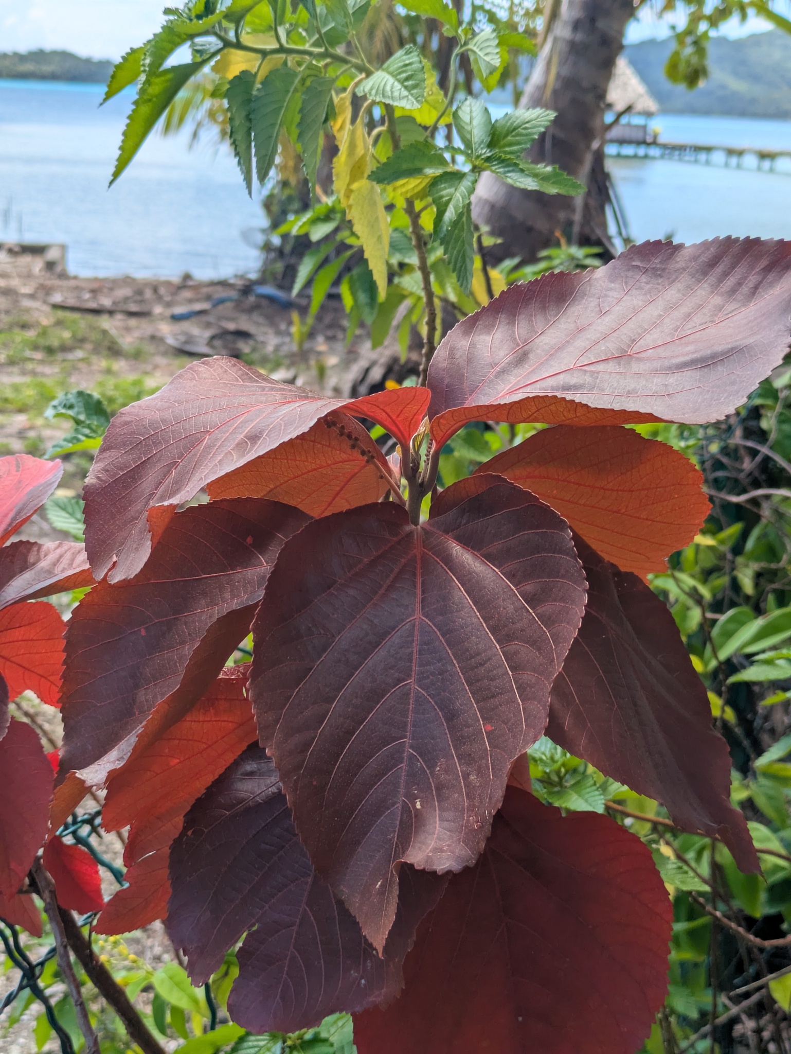 Acalypha Wilkesiana (Acalypha wilkesiana)