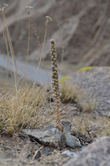 Orostachys thyrsiflora