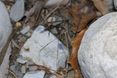 Leiobunum viridorsum