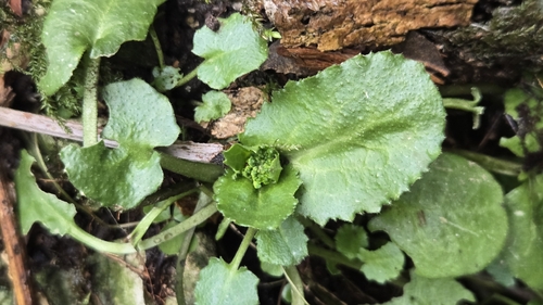 Arabis nordmanniana, photograph 6