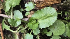 Arabis nordmanniana, photograph (c) Linna Gurova, some rights reserved (CC BY)