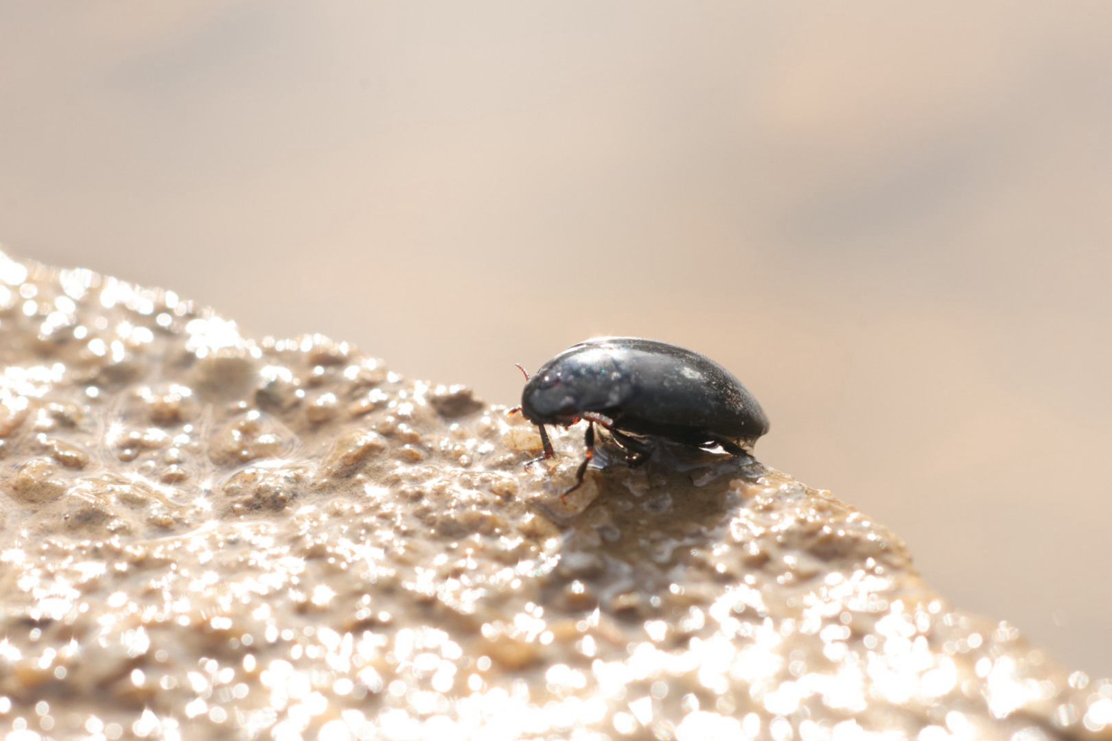 Agabus bipustulatus