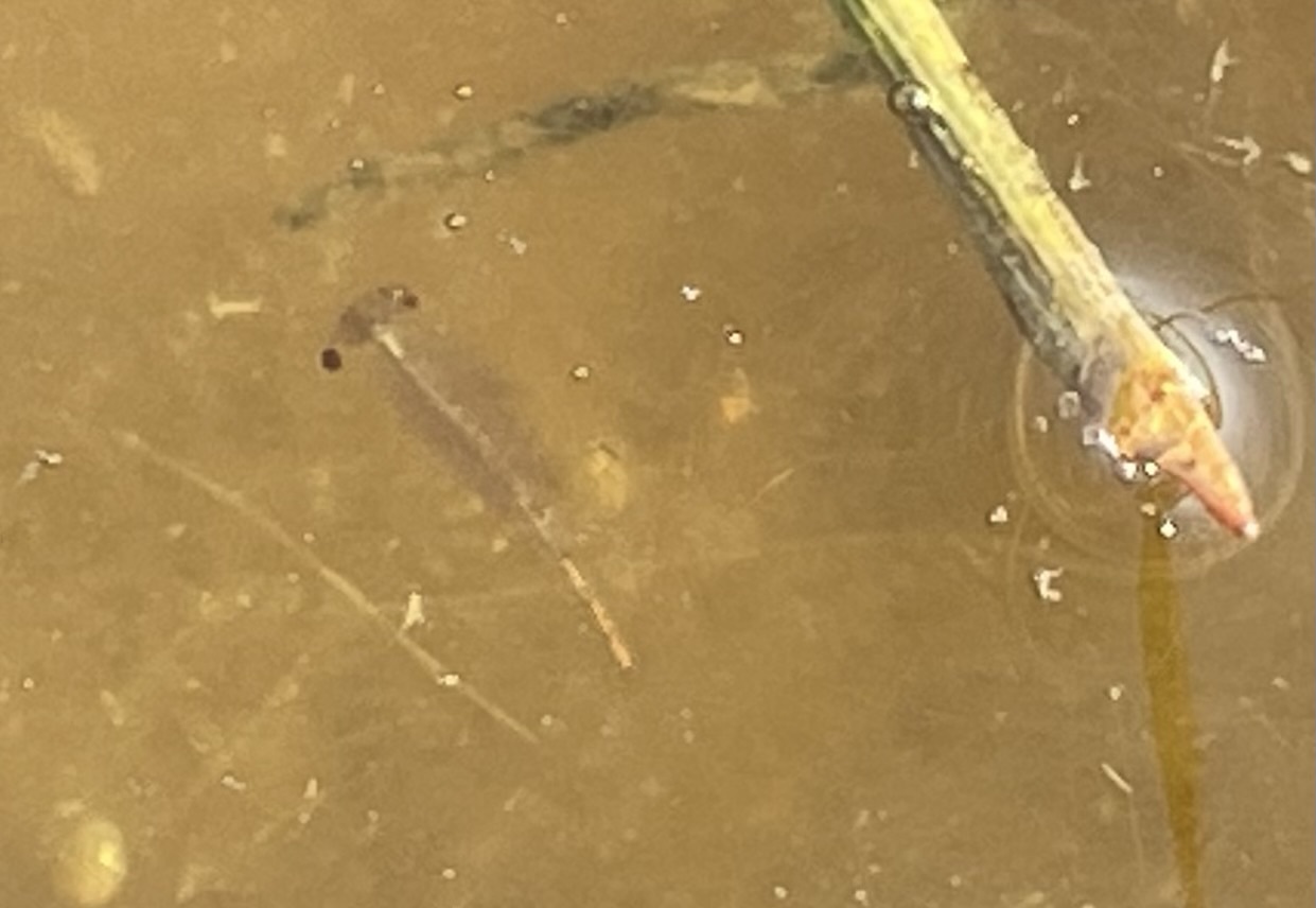 Linderiella occidentalis (Dodds, 1923)