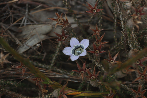 Giant Bell (Roella ciliata)