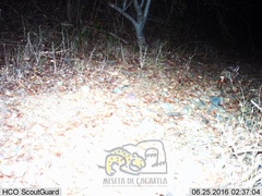 Sylvilagus cunicularius insolitus