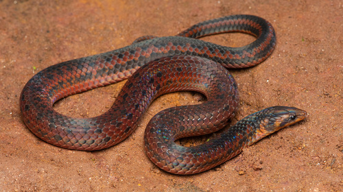 Wayanad Narrow-headed Snake