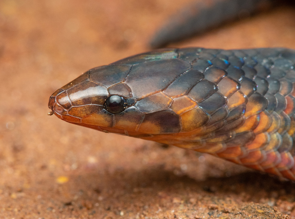 Wayanad Narrow-headed Snake