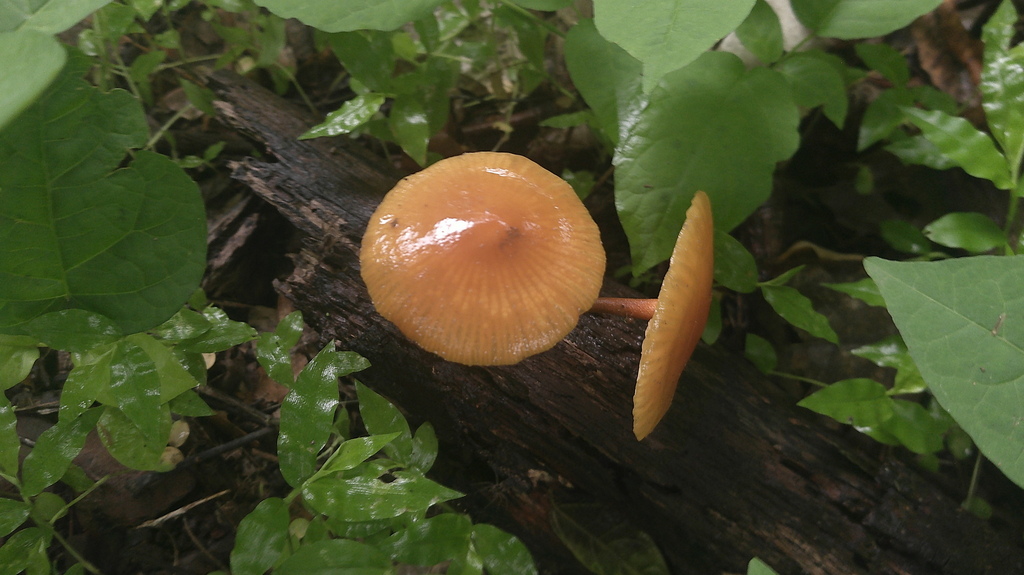 Heimiomyces tenuipes · February 2026 · photo: © lexgo (iNaturalist, cc-by)