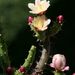 Opuntia salmiana - Photo (c) Sadambio, μερικά δικαιώματα διατηρούνται (CC BY-SA)