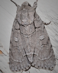 Acronicta radcliffei