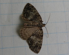 Hydriomena transfigurata