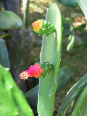 Opuntia auberi