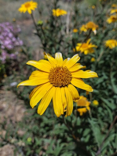 Aldama revoluta