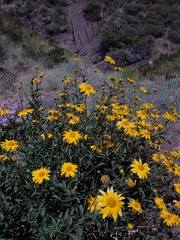 Aldama revoluta, photograph (c) Felipe Horton, some rights reserved (CC BY)