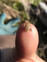 Helminthoglypta nickliniana