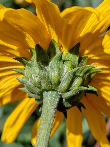 Aldama revoluta, photograph 4