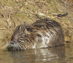 Myocastor coypus