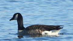 Branta canadensis