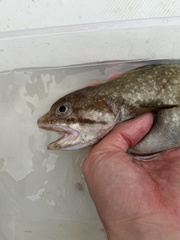 Gulf Hake photo 4