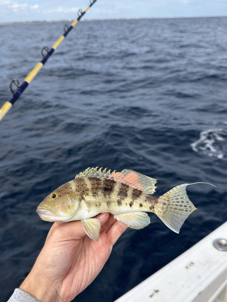 Bank Sea Bass