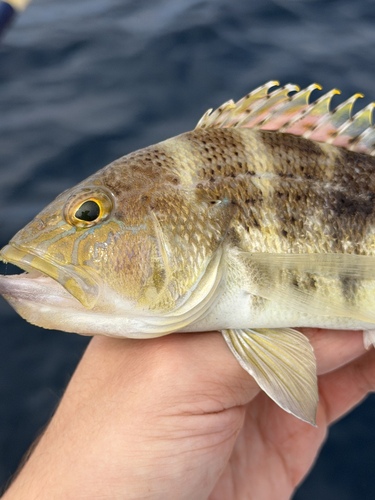 Bank sea bass (Centropristis ocyurus) — Serranidae — 4