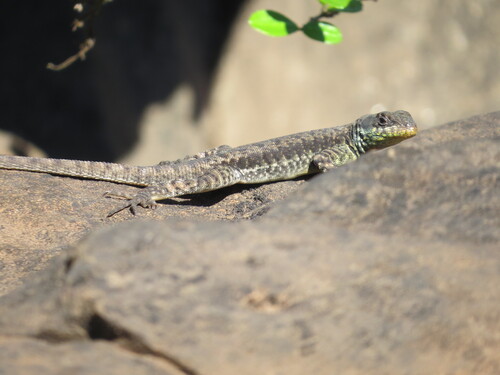 Western Collared Spiny Lizard, Tropidurus catalanensis