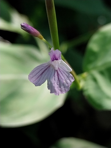 Maranta pohliana