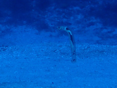 Giraffe-Spotted Garden Eel photo 2