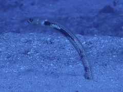 Giraffe-Spotted Garden Eel photo 4