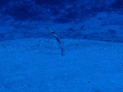 Giraffe-Spotted Garden Eel photo 3