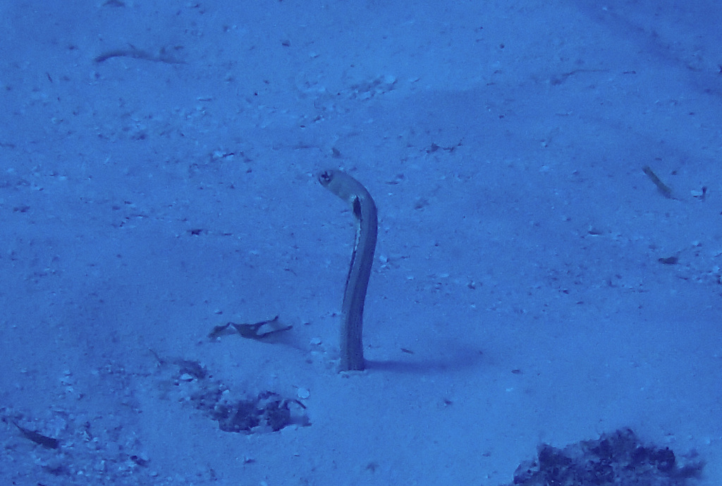 Giraffe-Spotted Garden Eel