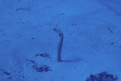 Giraffe-Spotted Garden Eel photo 1