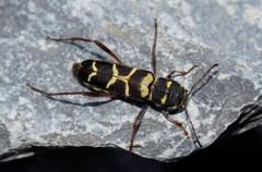 Neoclytus torquatus