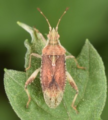 Harmostes fraterculus