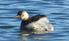 Tachybaptus ruficollis
