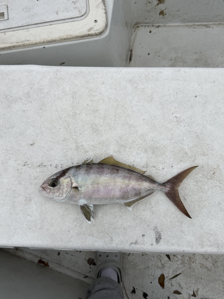 Kleine amberjack (Seriola fasciata) — Carangidae