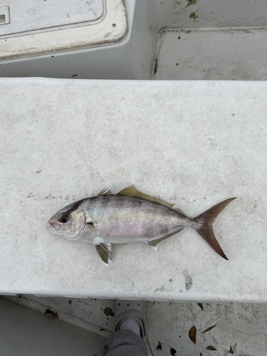 Amberjack (Seriola fasciata) — Carangidae