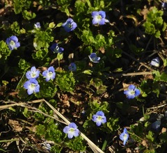 Veronica persica